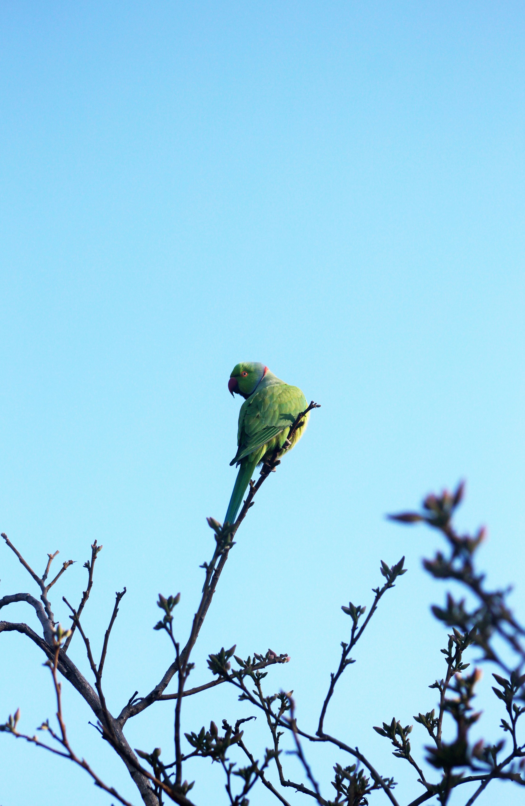 green bird perched on brown tree branch during daytime